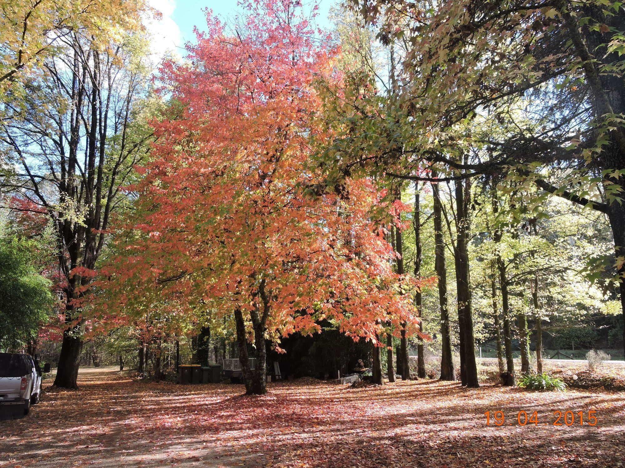 Alpine Riverside Cottages Porepunkah Esterno foto