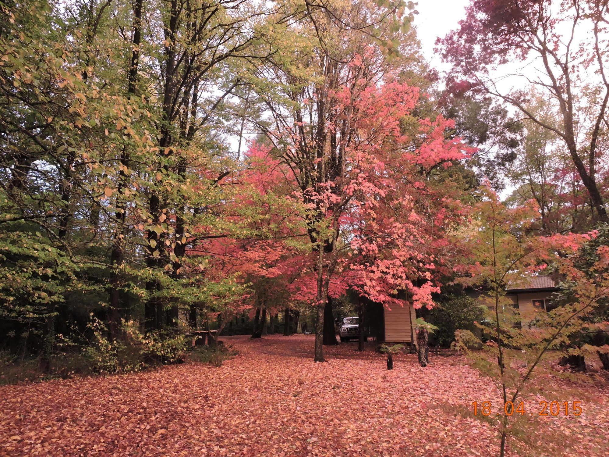 Alpine Riverside Cottages Porepunkah Esterno foto